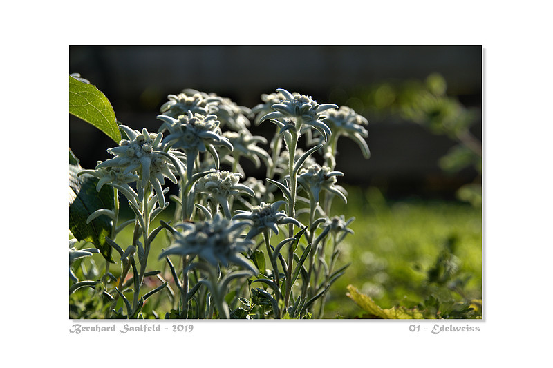 Bernhard Saalfeld - 01 - Edelweiss_800